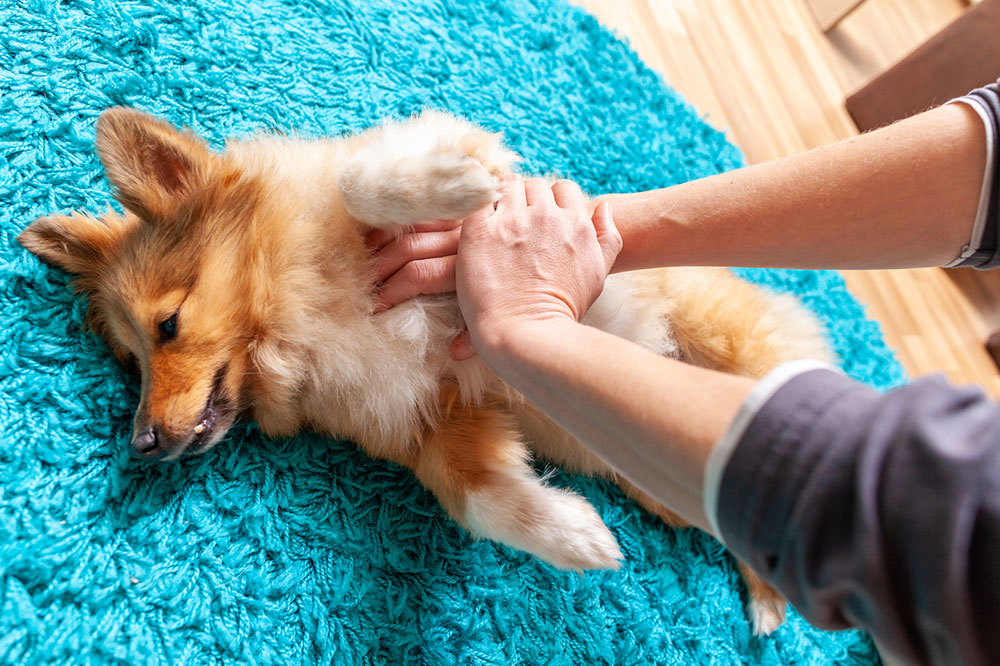 Easy ways to identify signs of pain in pets